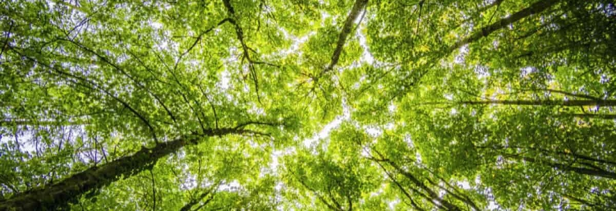 Looking up into a green canopy of trees