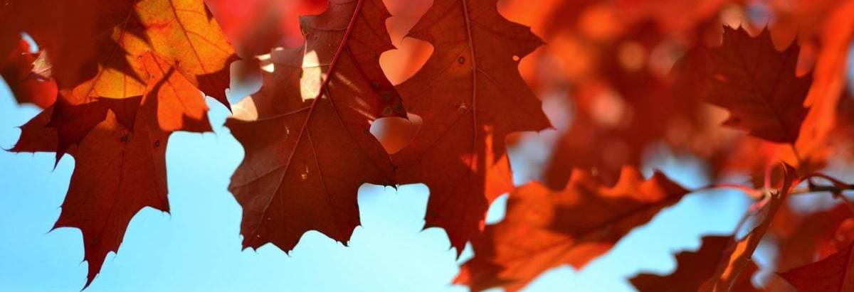 As the leaves change colour it's time to think about your autumn marketing